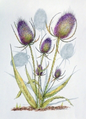 painting thistles
