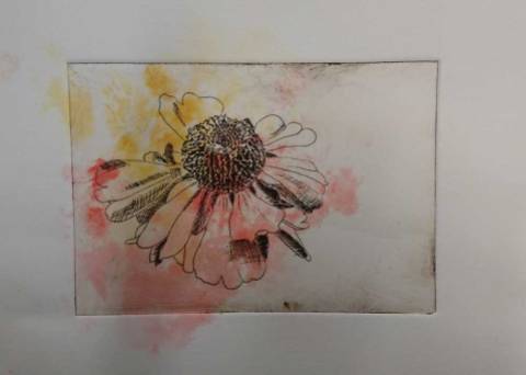 a black line etching of a flower with pink and yellow blotches